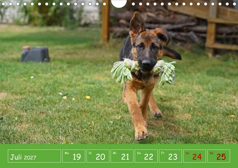 A4 2027 Wochenkalender Schäferhündin