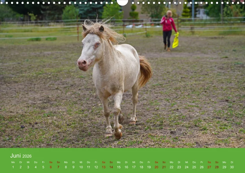 2026 A3 Faszination Shetlandpony