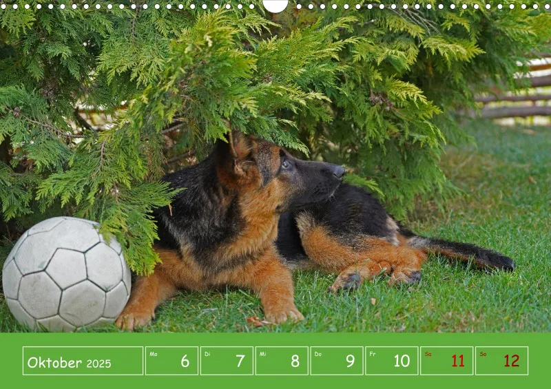 A3 2025 Wochenkalender Schäferhund