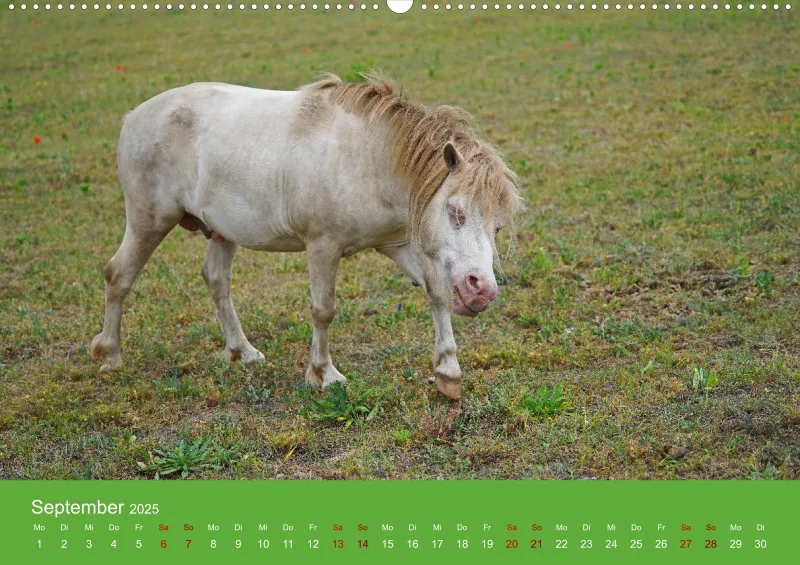 2025 A2 Faszination Shetlandpony