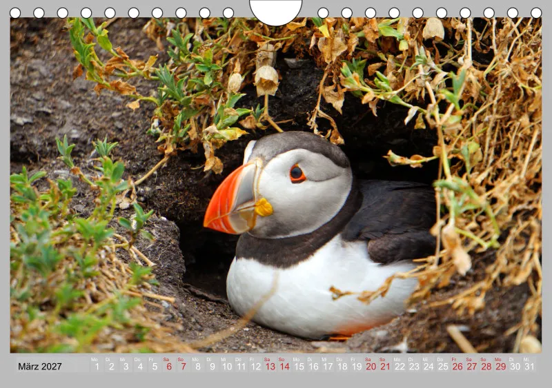 2027 Tischkalender A5 Papageitaucher - Kleine Vögel ganz groß!