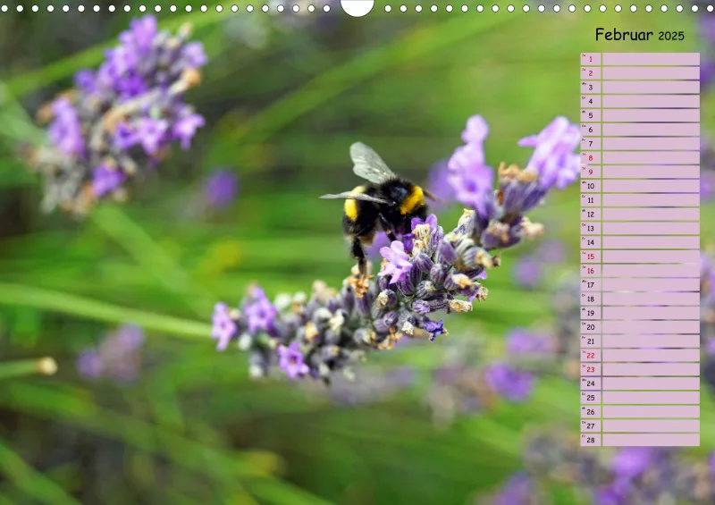 2025 A3 Terminplaner Farbzauber Lavendel