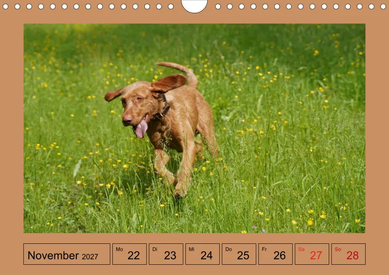 2027 A4 Wochenkalender Faszination Magyar Vizsla