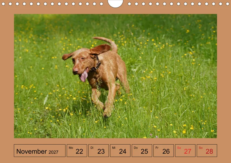 2027 A4 Wochenkalender Faszination Magyar Vizsla