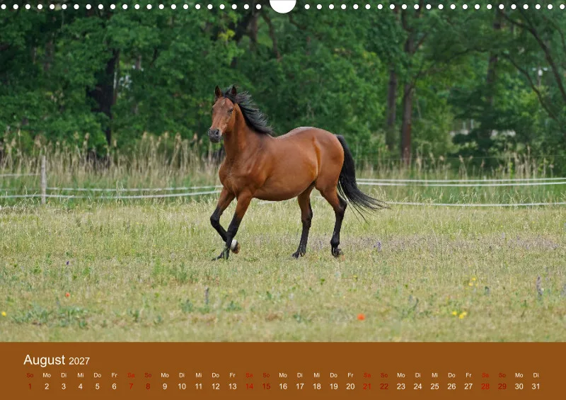 2027 A3 Faszination Trakehner