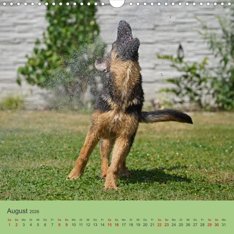 Quadrat 30x30 2026 Schäferhund