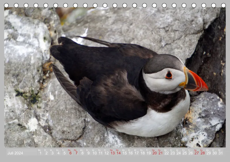 2024 Tischkalender A5 Papageitaucher - Kleine Vögel ganz groß!