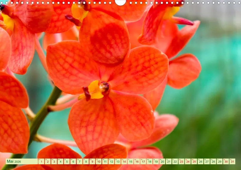 2026 A3 Farbzauber Orchideen