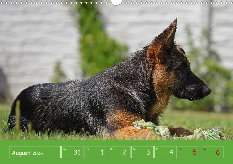 A3 2026 Wochenkalender Schäferhund
