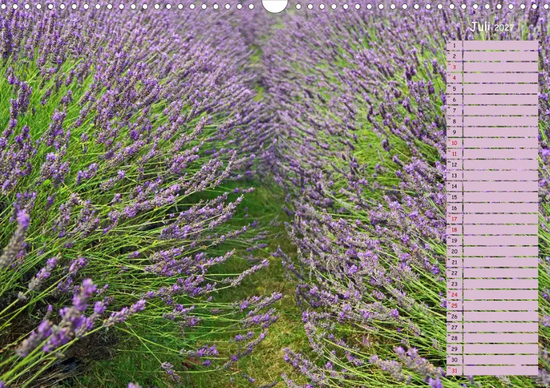 2027 A3 Terminplaner Farbzauber Lavendel
