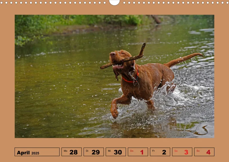 2025 A3 Wochenkalender Faszination Magyar Vizsla