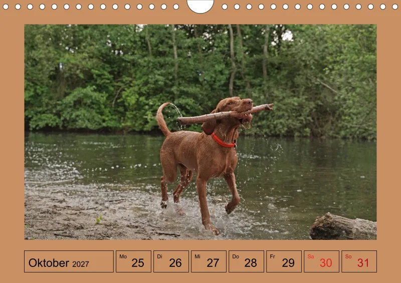 2027 A4 Wochenkalender Faszination Magyar Vizsla