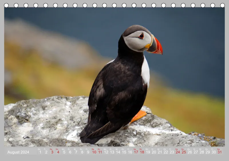 2024 Tischkalender A5 Papageitaucher - Kleine Vögel ganz groß!