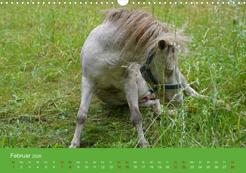 2026 A3 Faszination Shetlandpony
