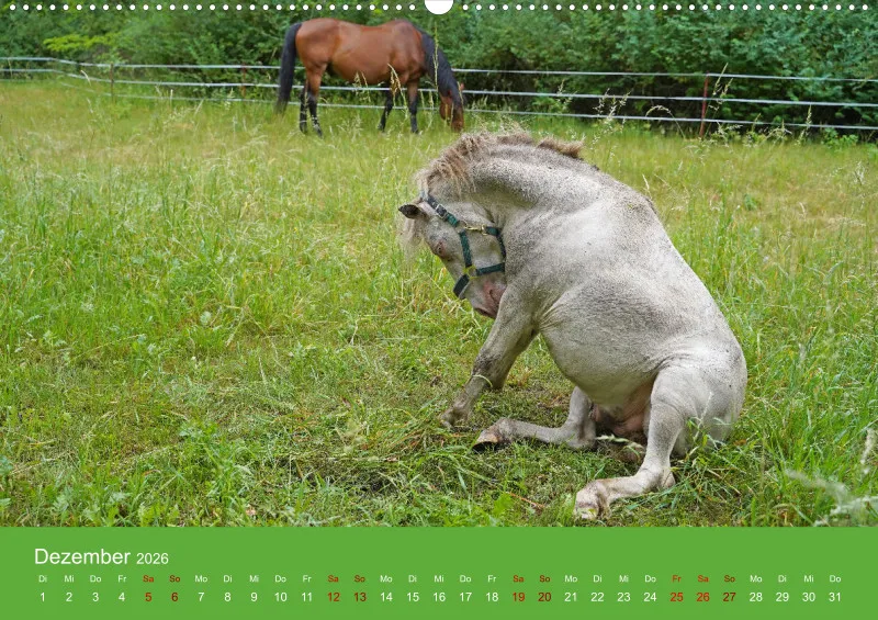 2026 A2 Faszination Shetlandpony