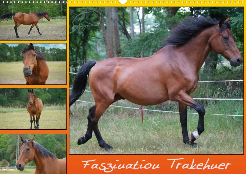2026 A2 Faszination Trakehner