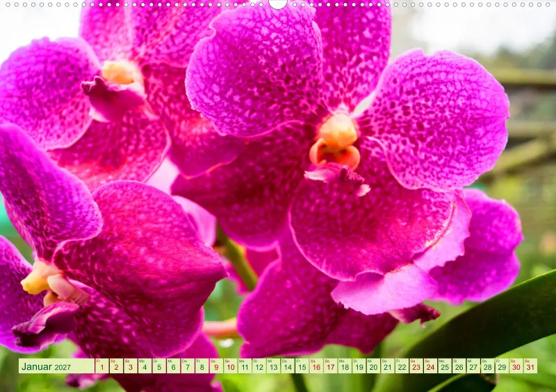 2027 A2 Farbzauber Orchideen