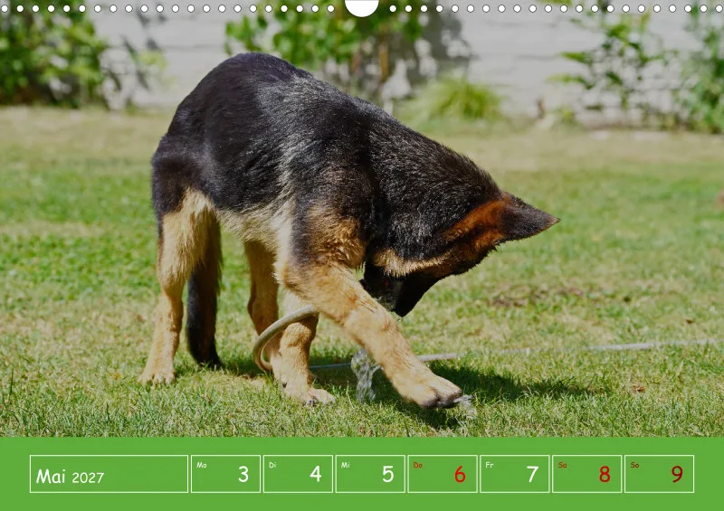 A3 2027 Wochenkalender Schäferhund