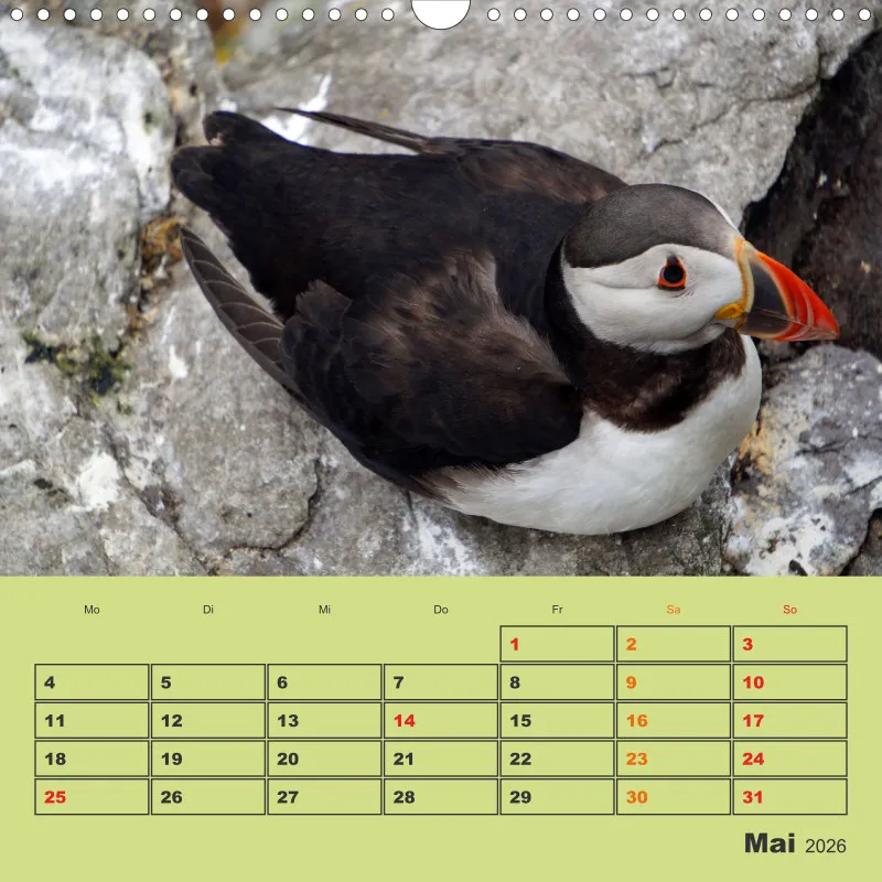 2026 Quadrat Papageitaucher - kleine Vögel ganz groß!