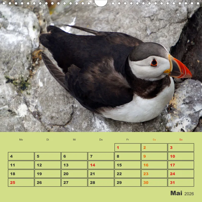 2026 Quadrat Papageitaucher - kleine Vögel ganz groß!
