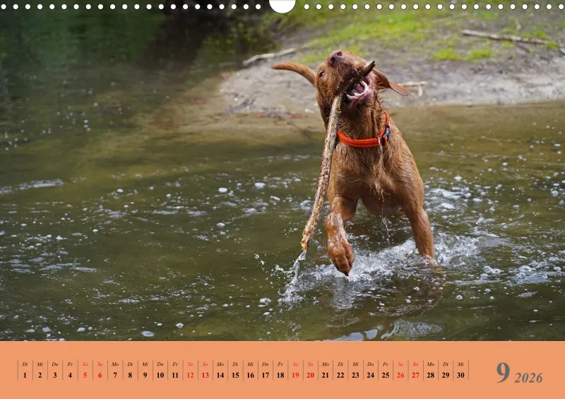 2026 A3 Faszination Magyar Vizsla