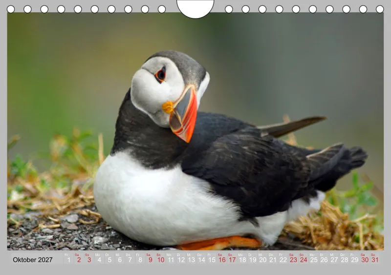 2027 Tischkalender A5 Papageitaucher - Kleine Vögel ganz groß!