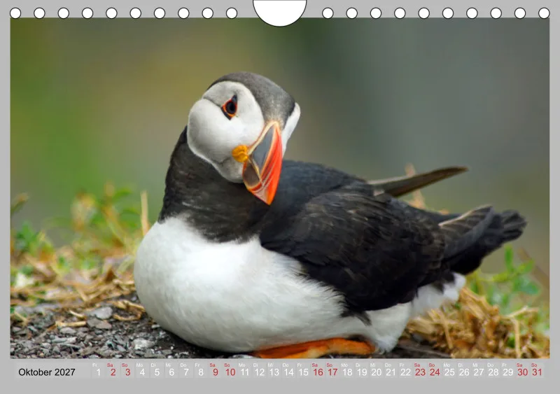 2027 Tischkalender A5 Papageitaucher - Kleine Vögel ganz groß!