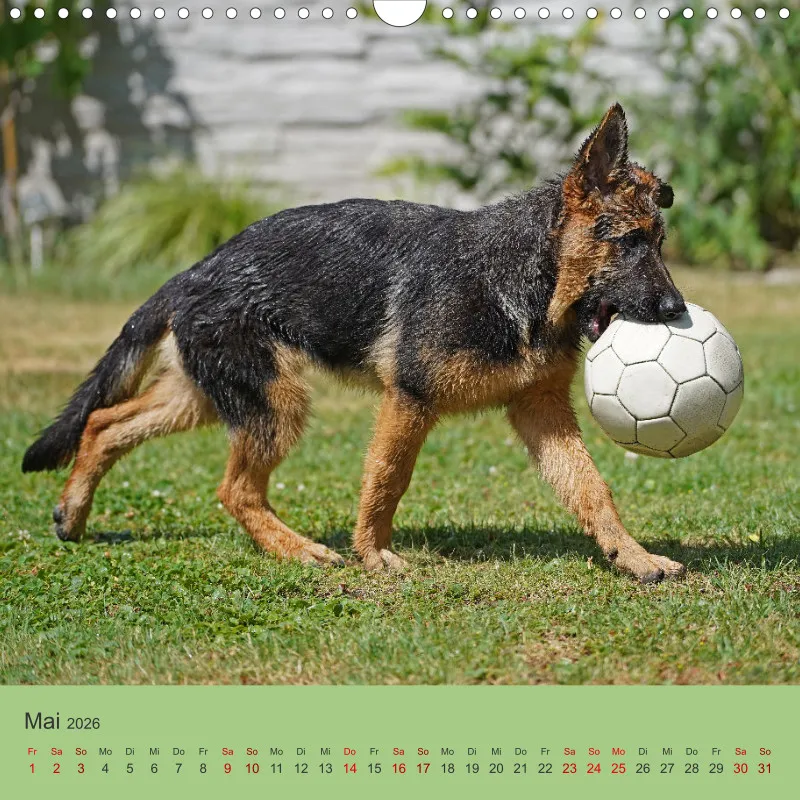Quadrat 30x30 2026 Schäferhund