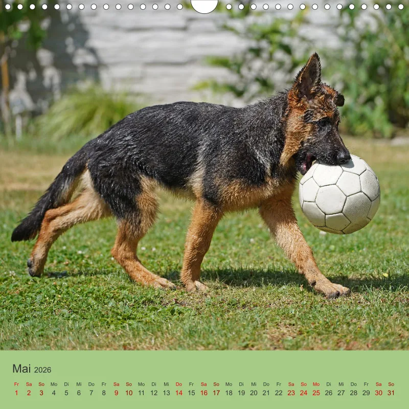 Quadrat 30x30 2026 Schäferhund