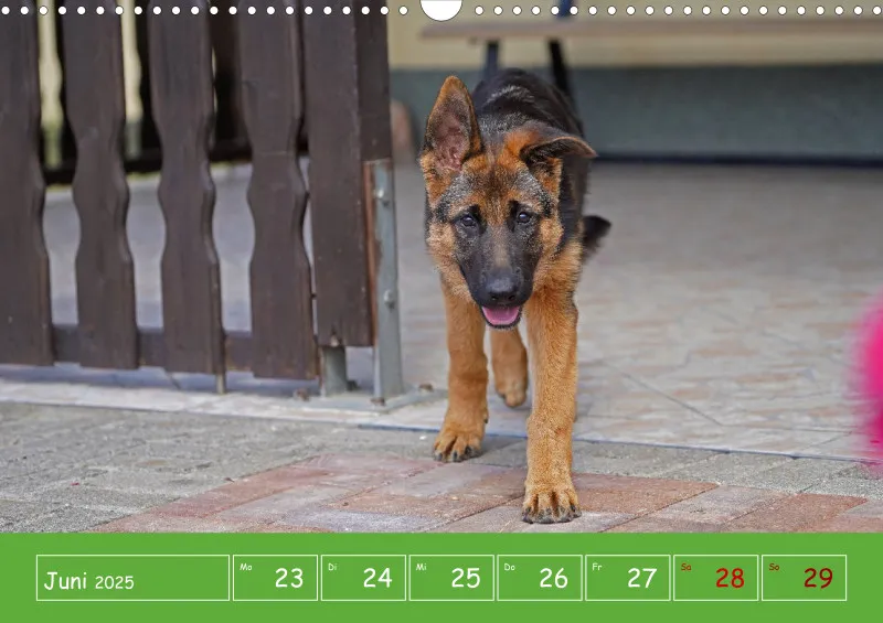 A3 2025 Wochenkalender Schäferhund
