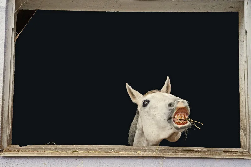Schimmelstute Coco am Stallfenster