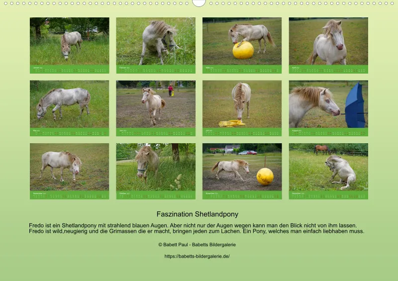 2025 A2 Faszination Shetlandpony