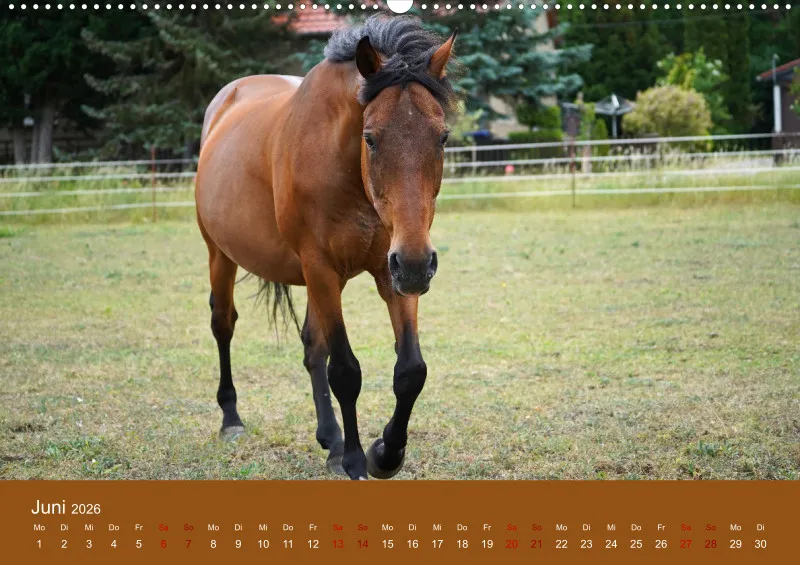 2026 A2 Faszination Trakehner