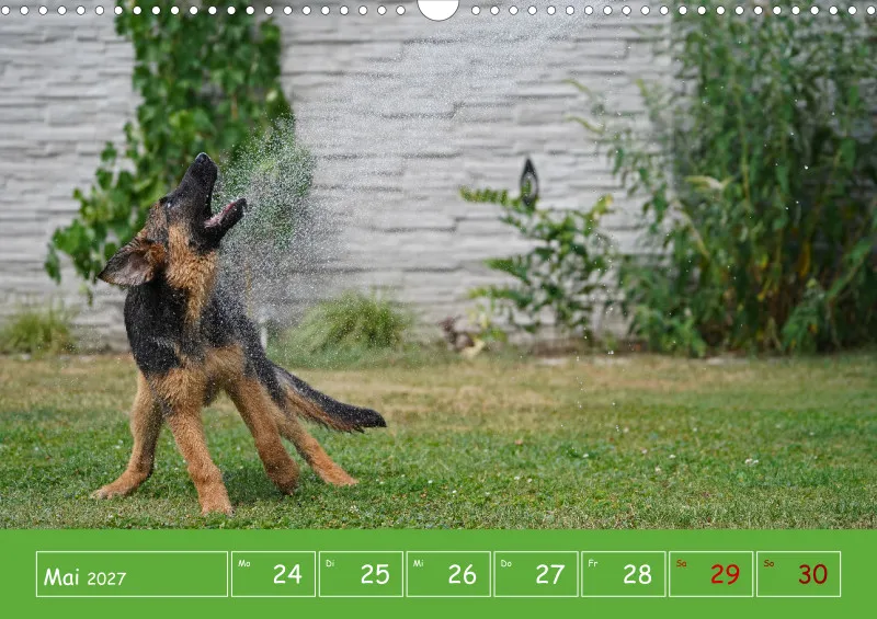A3 2027 Wochenkalender Schäferhund