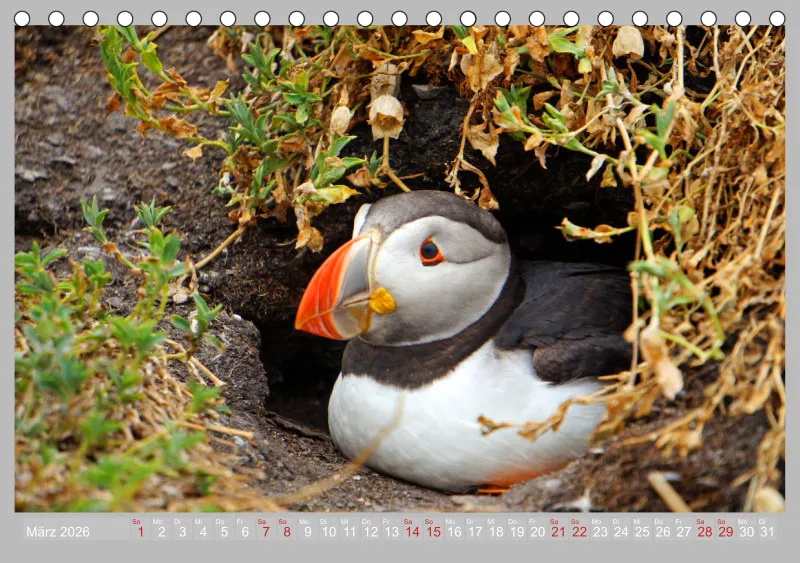 2026 Tischkalender A5 Papageitaucher - Kleine Vögel ganz groß!