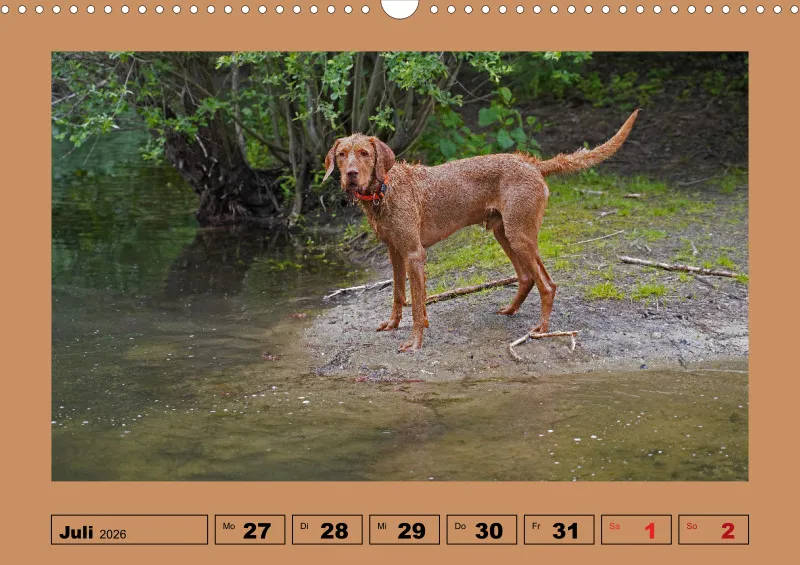 2026 A3 Wochenkalender Faszination Magyar Vizsla