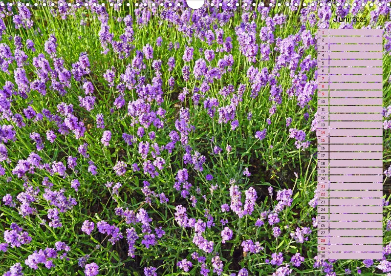2025 A3 Terminplaner Farbzauber Lavendel