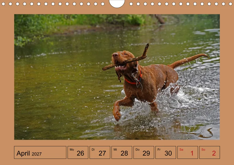 2027 A4 Wochenkalender Faszination Magyar Vizsla