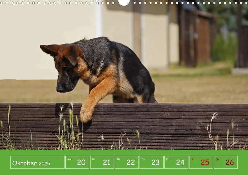 A3 2025 Wochenkalender Schäferhund