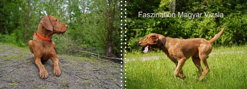 Faszination Magyar Vizsla - Fotoalbum