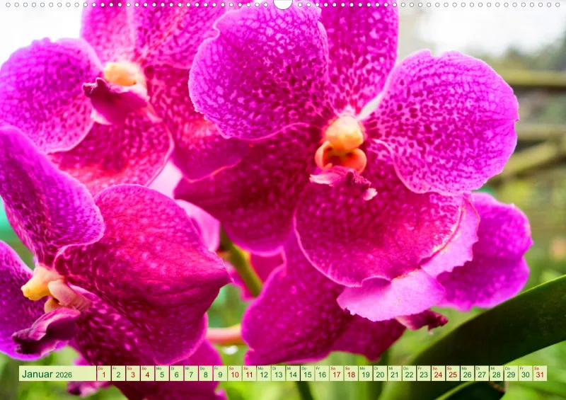 2026 A2 Farbzauber Orchideen