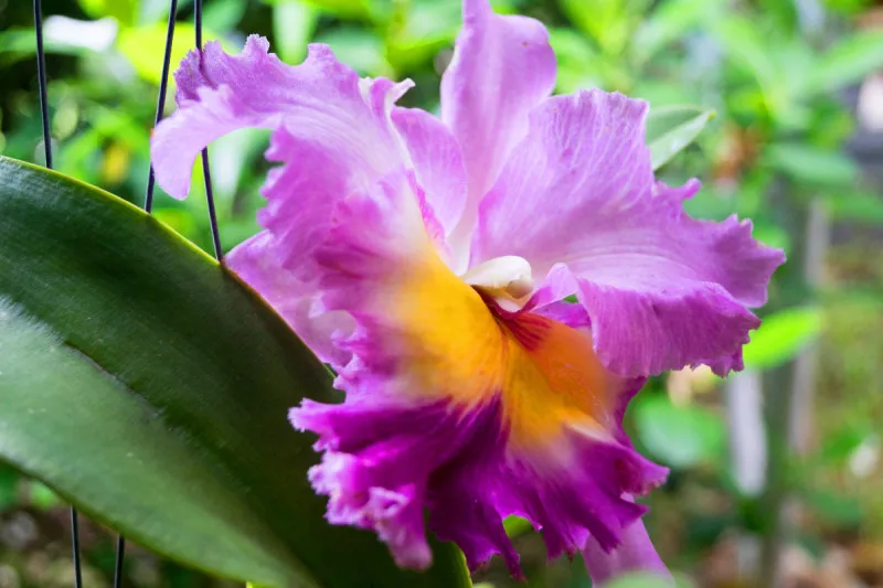 Leinwand: Bunte Orchidee