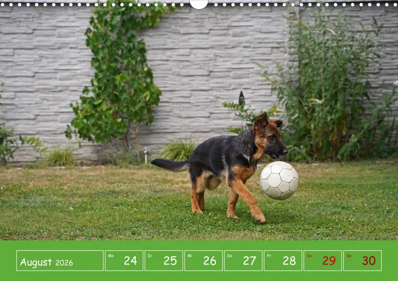 A3 2026 Wochenkalender Schäferhund