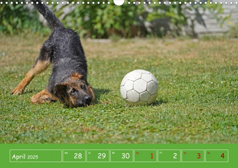 A3 2025 Wochenkalender Schäferhund