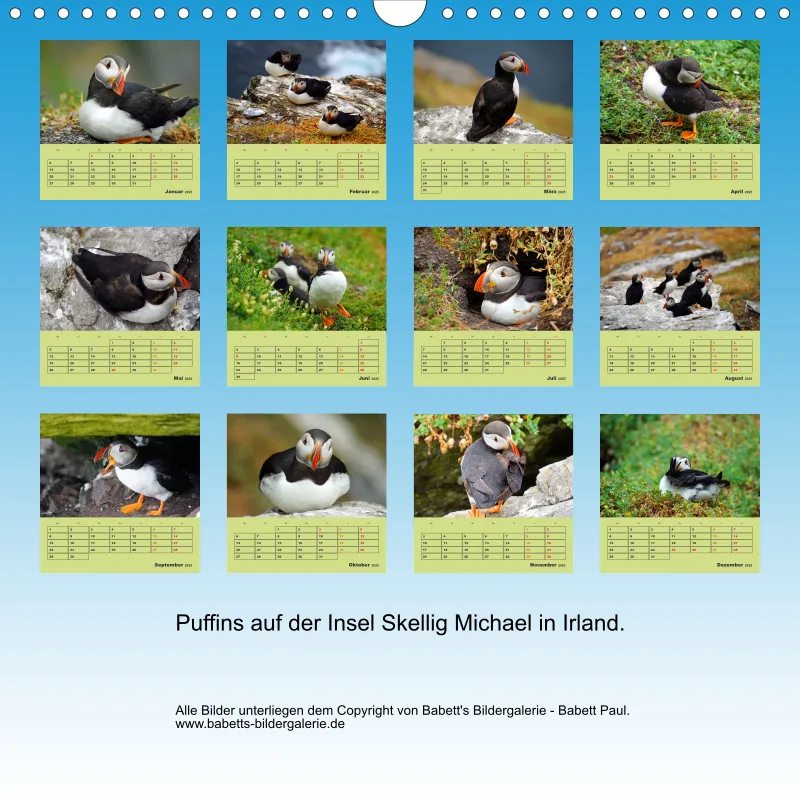 2025 Quadrat Papageitaucher - kleine Vögel ganz groß!