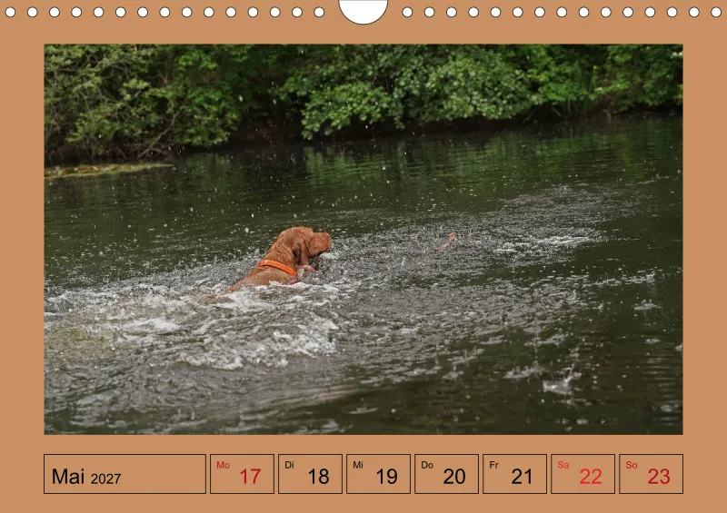 2027 A4 Wochenkalender Faszination Magyar Vizsla