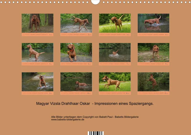 2027 A3 Faszination Magyar Vizsla