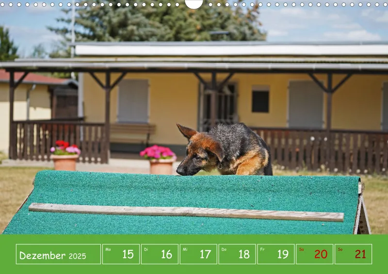 A3 2025 Wochenkalender Schäferhund