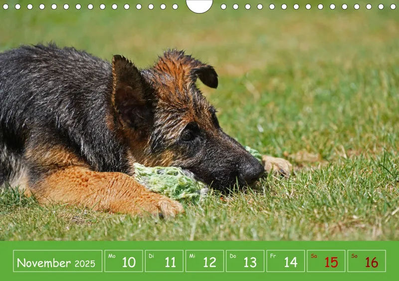 A4 2025 Wochenkalender Schäferhündin