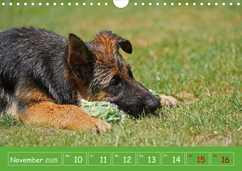 A4 2025 Wochenkalender Schäferhündin